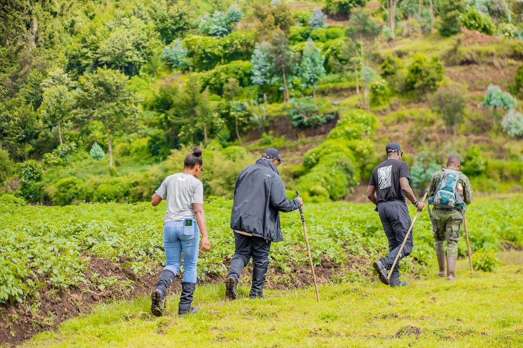 Tourists hiking through green farmland and hills near Volcanoes National Park during a gorilla trekking adventure in northern Rwanda.